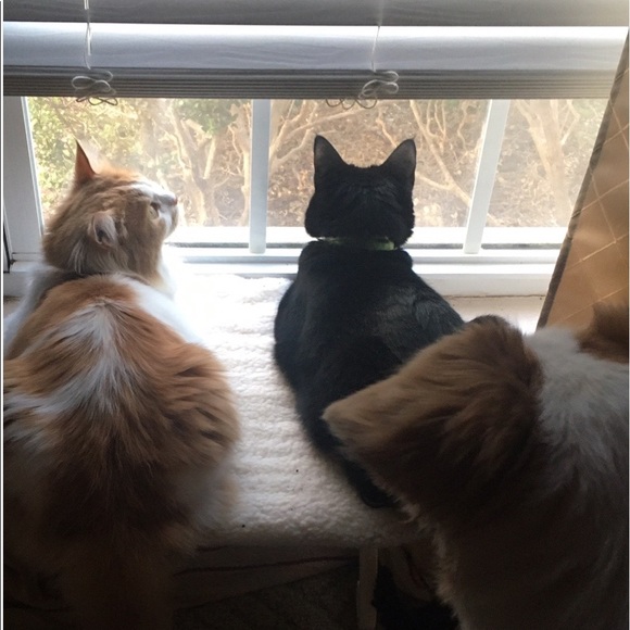 Meet your Posher, Lauren - Picture 2 of 2